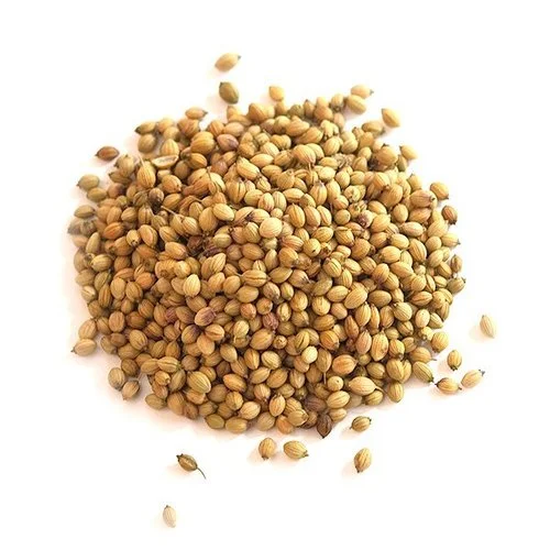Coriander Whole / Dhaniya  - Spices - NPOP - Jaipur
